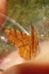 Macaria brunneata