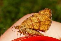 Macaria brunneata