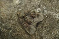 Oligia versicolor