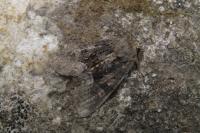 Oligia versicolor