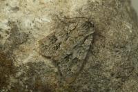 Acronicta auricoma