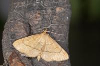 Paracolax tristalis