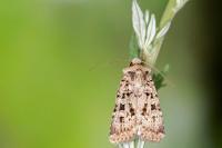 Chersotis multangula
