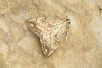 Evergestis pallidata