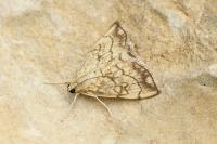 Evergestis pallidata