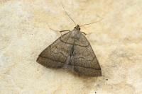 Herminia tarsicrinalis