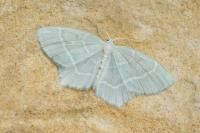 Jodis lactearia
