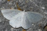 Cabera exanthemata