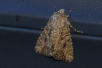 Anarta trifolii