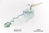 Eudonia lacustrata