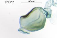 Eudonia lacustrata