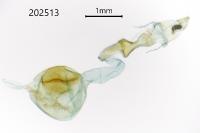 Scoparia basistrigalis