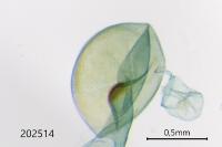 Eudonia delunella