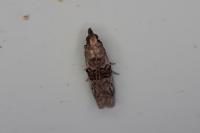 Nephopterix angustella