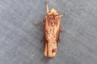 Axylia putris