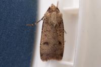Agrotis trux