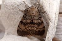 Lymantria dispar