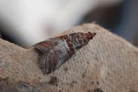 Acrobasis advenella