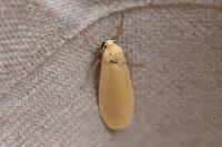 Wittia sororcula