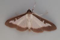 Cydalima perspectalis