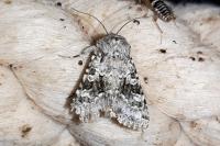 Hecatera bicolorata