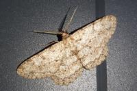Hypomecis punctinalis