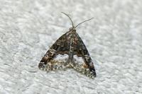 Deltote pygarga