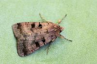 Xestia stigmatica
