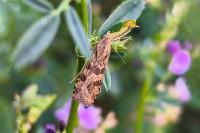 Nomophila noctuella