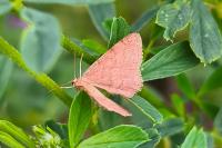 Scopula rubiginata