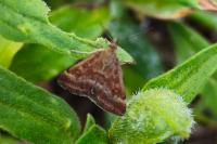 Pyrausta despicata