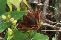 Euclidia glyphica