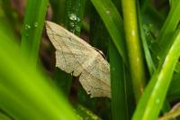 Timandra comae