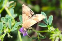 Heliothis viriplaca
