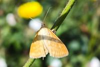 Sitochroa verticalis