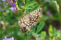Chiasmia clathrata