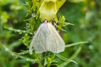 Sitochroa palealis