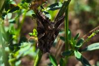 Autographa gamma