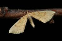 Gandaritis pyraliata