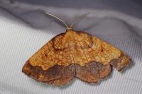 Epione vespertaria