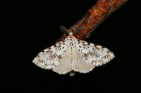 Lymantria monacha