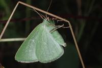 Thetidia smaragdaria