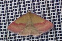 Phytometra viridaria