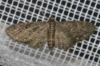 Eupithecia tripunctaria