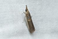Etiella zinckenella