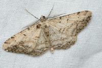 Peribatodes perversaria