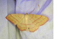 Rhodostrophia vibicaria