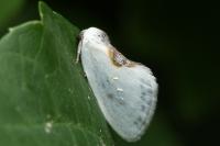 Cilix