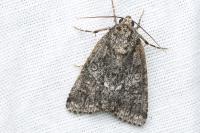 Acronicta rumicis