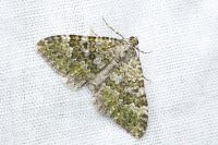 Euphyia frustata frustata